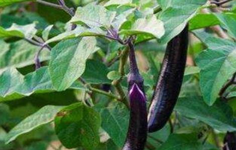 茄子的施肥方法（茄子的施肥方法与管理）