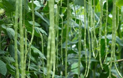 豆角对环境条件的要求（角豆生长在什么环境）