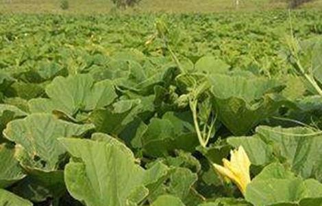 南瓜的高产施肥技术 南瓜怎样施肥才能高产