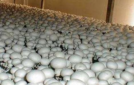 双孢菇的种植技术（双孢菇的种植技术湖南养殖基地）