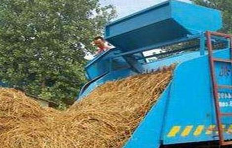 双孢菇栽培注意事项 双孢菇栽培注意事项有哪些