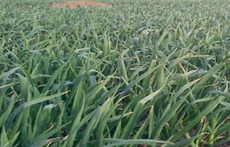 大蒜的冬季田间管理 大蒜的栽培技术和田间管理