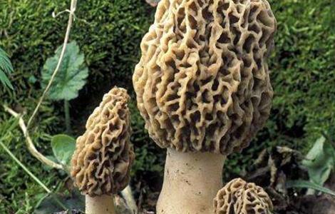 羊肚菌的种植条件 羊肚菌的种植条件和方法