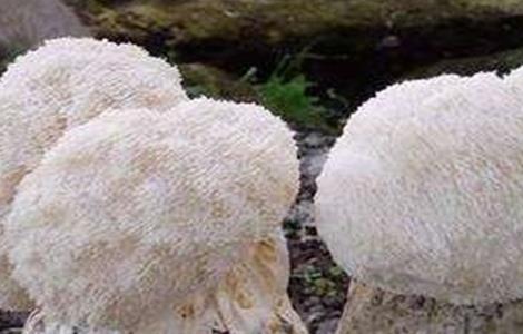 猴头菇的栽培注意事项（猴头菇的栽培技术要点）