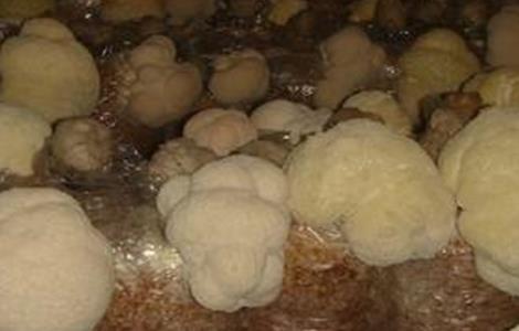 猴头菇的出菇期管理要点（猴头菇出菇管理要求）