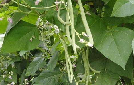 四季豆的田间管理技术 四季豆的田间管理技术与管理