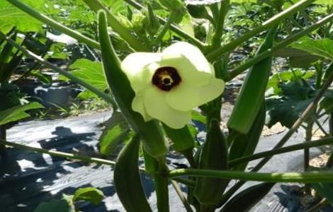 秋葵种植技术要点（秋葵栽培技术要点）