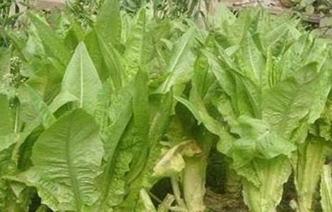莴苣 生长环境 条件要求