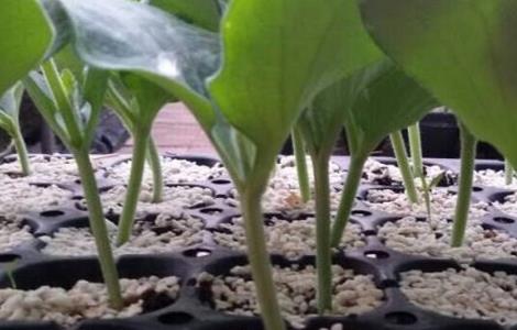 嫁接黄瓜苗技术 嫁接黄瓜苗技术与管理