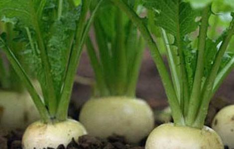 蔓菁怎么种 蔓菁种植技术