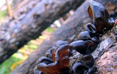 木耳生长对环境条件的要求 木耳生长对环境条件的要求有哪些