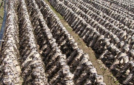 木耳 生长环境 条件 要求