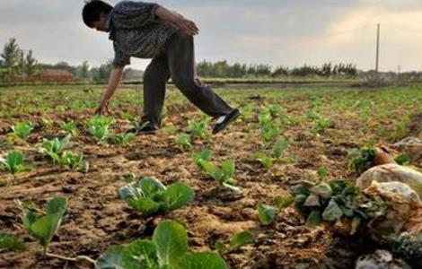 卷心菜育苗管理技术（卷心菜种植技术及管理）
