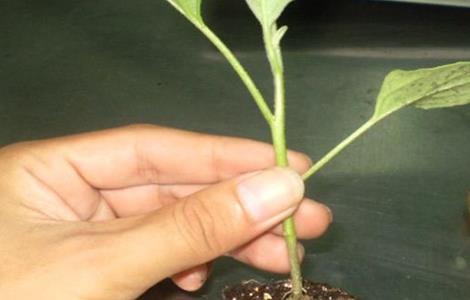 茄子的嫁接技术 茄子的嫁接技术与管理
