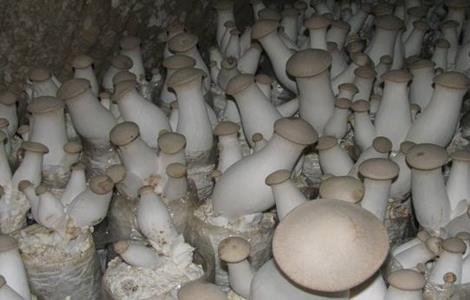 杏鲍菇栽培中的常见问题 杏鲍菇栽培中的常见问题有