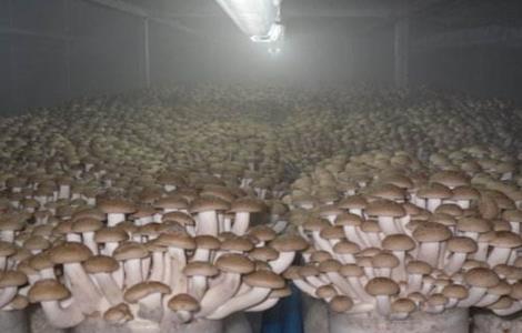 杏鲍菇出菇期管理要点 杏鲍菇出菇期管理要点有哪些