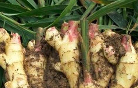 生姜高产施肥要点 生姜高产施肥技术