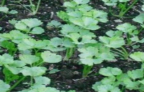 芹菜该怎么育苗（芹菜该怎么育苗图片）