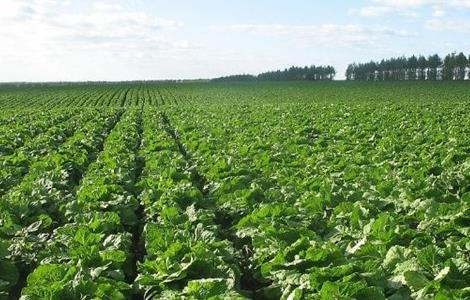 有机大白菜种植技术 有机大白菜种植技术与管理