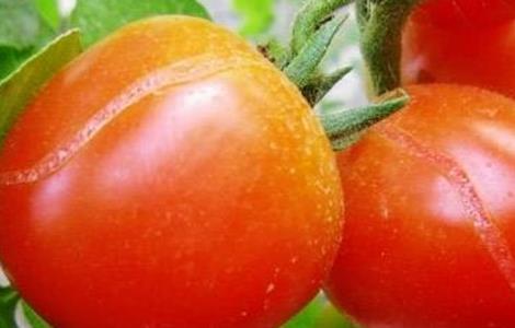 番茄裂果怎么办（番茄裂果怎么办视频）