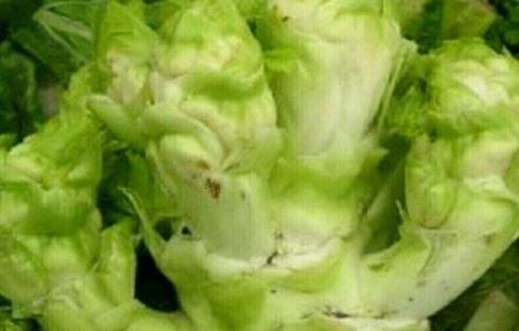 儿菜种植技术 儿菜种植技术及产量