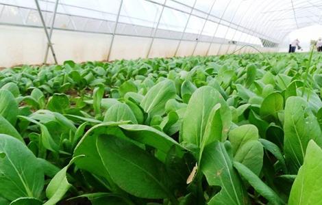 2019种植蔬菜要考虑的因素(现阶段适合种植蔬菜)