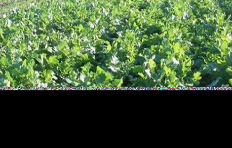 甜菜种植的注意事项 甜菜种植要求