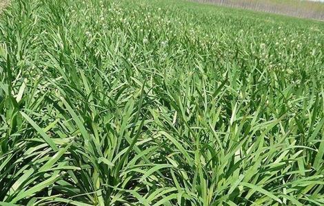 韭菜对环境条件的要求 韭菜对环境条件的要求是什么