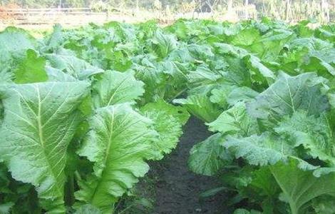 芥菜育苗注意事项 芥菜育苗注意事项图片