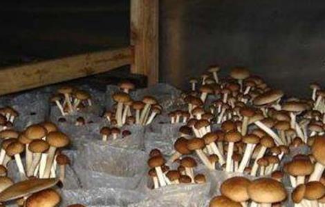 茶树菇的种植条件（茶树菇的种植条件是什么）