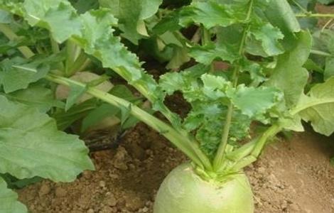 心里美萝卜种植技术（心里美萝卜种植方法）