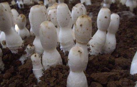 食用菌追肥注意事项（食用菌追肥注意事项有哪些）