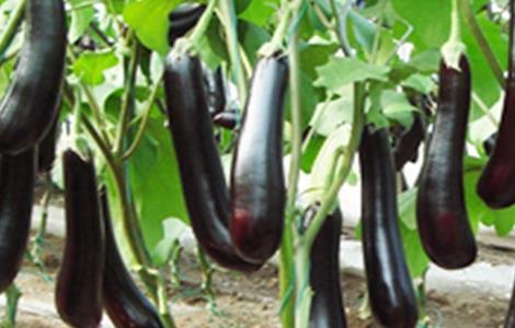 如何提高茄子坐果率（怎样提高茄子坐果率）