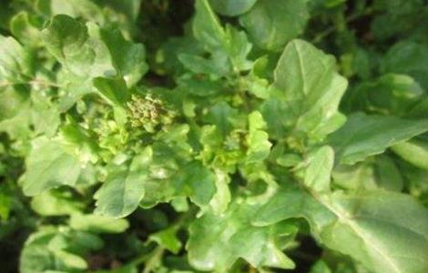 芝麻菜的种植方法 芝麻菜怎样种植