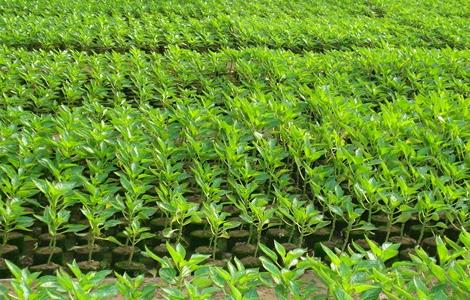 辣椒定植后缓苗不良的原因 辣椒定植后缓苗不良的原因是什么