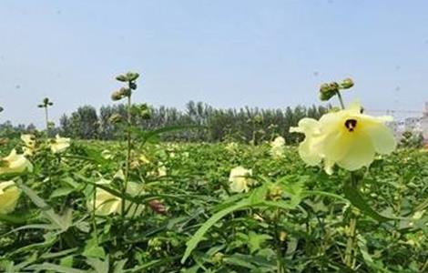 金花葵的田间管理 金花葵的种植管理