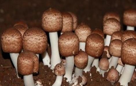 姬松茸生长对环境条件的要求(姬松茸生长对环境条件的要求高吗)