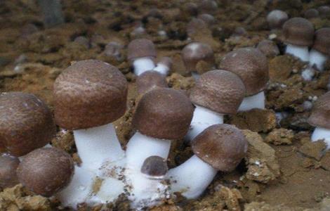 姬松茸该怎么种植（姬松茸怎么种植技术）