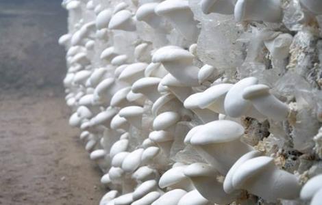 食用菌采收技术要点（食用菌采收技术要点有哪些）