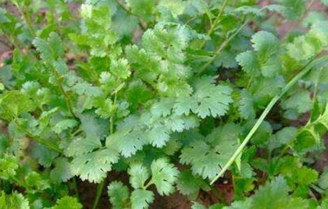 香菜反季节栽培技术（香菜反季节栽培技术与管理）