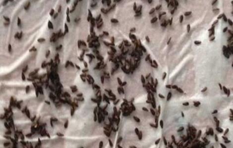 莴笋种子催芽方法（莴笋种子催芽方法视频）