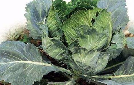 预防西兰花早期抽薹的措施 预防西兰花早期抽薹的措施是什么