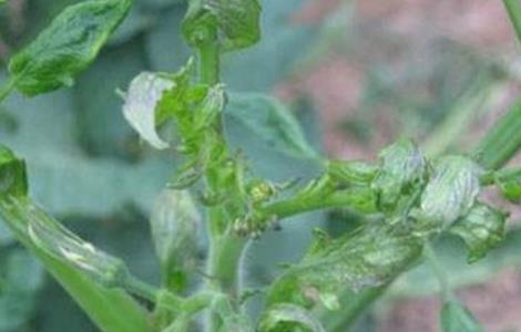 番茄卷叶的原因及防治方法（番茄卷叶的原因及防治方法图解）