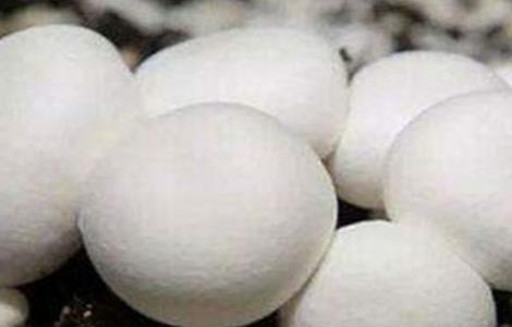 双孢菇 浇水 注意