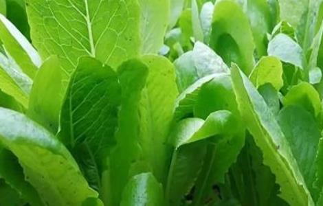 油麦菜怎么种才能高产（油麦菜如何种植?）