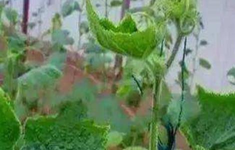 黄瓜缺硼该怎么办（黄瓜缺钙缺硼的症状）