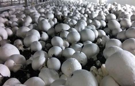 食用菌增产的小妙招（如何提高食用菌产品的质量?）