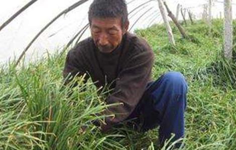 韭菜倒伏的原因及防治方法 韭菜抗倒伏打什么药