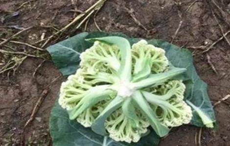 花椰菜高产栽培管理技术 花椰菜种植技术与管理