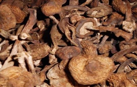 榛蘑的栽培技术 榛蘑的栽培技术有哪些